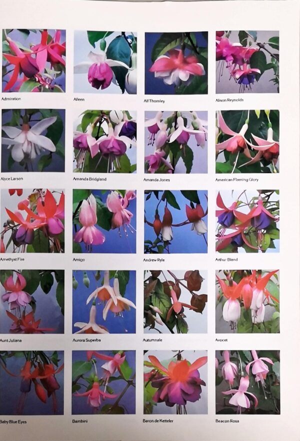 A Third Colour Guide to Fuchsias - Image 2