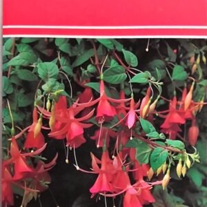 Fuchsias (A Wisley Handbook)