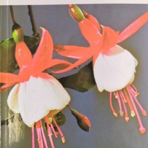 Fuchsias in Colour
