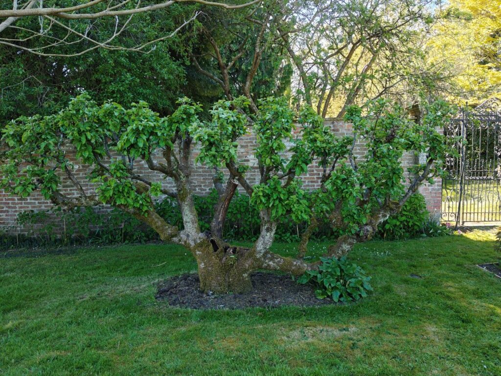 Image of a old apple tree growing in the Walled Garden at Clyffe Hall, Market Lavington