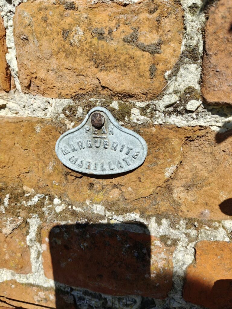 Old Plant Label attached to the wall of the walled garden at Clyffe Hall for a Pear variety called Marguerite Mariellat